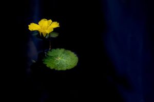 Top 5 Lotus365 Review Review 2026: Bonus, App, Withdrawal Tested